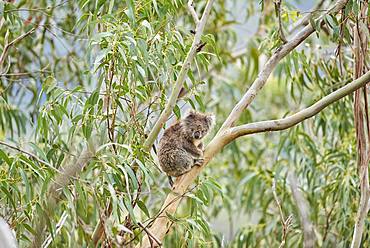 Koala (Phascolarctos cinereus), sitting in an Eucalyptus tree, Great Otway National Park, Victoria, Australia, Oceania