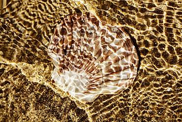 Mussel shell, fan shell lies in the shallow water on the beach in the sea, reflections by sunlight, Portbail, Normandy, France, Europe