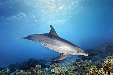 Bottlenose dolphin (Tursiops truncatus), female, swims under water surface in sunshine over coral reef, Red Sea, Egypt, Africa