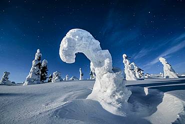 Night shot with starry sky in winter, snow-covered Pines (Pinus) in Riisitunturi National Park, Posio, Lapland, Finland, Europe