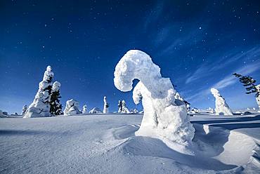 Night shot with starry sky in winter, snow-covered Pines (Pinus) in Riisitunturi National Park, Posio, Lapland, Finland, Europe