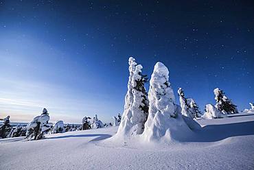 Night shot with starry sky in winter, snow-covered Pines (Pinus) in Riisitunturi National Park, Posio, Lapland, Finland, Europe