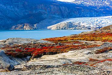 Colourful overgrown rocks in front of glacier tongue, autumn landscape, Scoresbysund, East Greenland, Greenland, North America