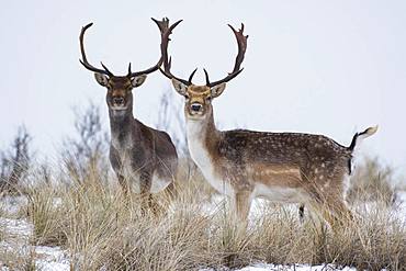 Fallow deer (Dama dama) in the snow, North Holland, Netherlands