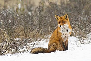 Red fox (Vulpes vulpes) sits in the snow, North Holland, Netherlands