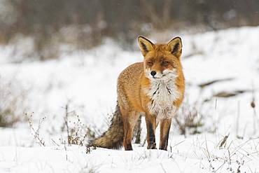 Red fox (Vulpes vulpes) in the snow, North Holland, Netherlands