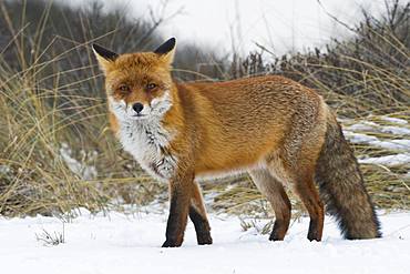 Red fox (Vulpes vulpes) in the snow, direct view, North Holland, Netherlands