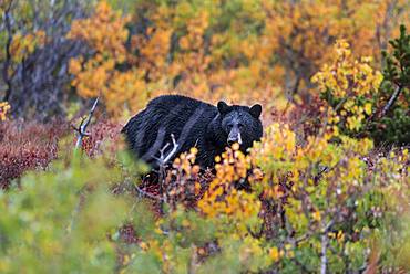 American Black Bear (Ursus americanus) in an autumnal bush, Glacier National Park, Montana, USA, North America