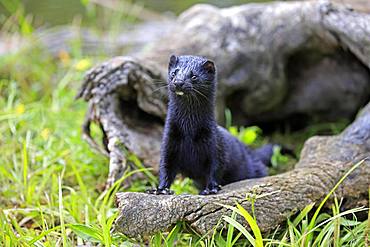 American Mink (Mustela vison), adult, alert, Pine County, Minnesota, USA, North America