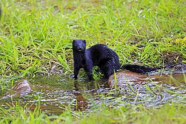 American Mink (Mustela vison), adult, alert, on the water, Pine County, Minnesota, USA, North America