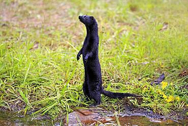 American Mink (Mustela vison), adult, alert, standing upright on water, Pine County, Minnesota, USA, North America