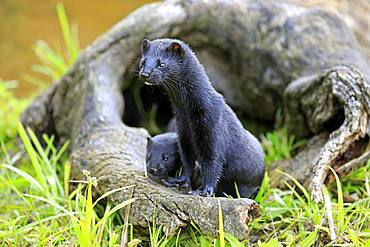 American Mink (Mustela vison), adult, alert, with young animal, Pine County, Minnesota, USA, North America