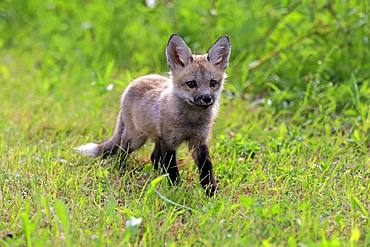 Eastern American Red Fox (Vulpes vulpes fulvus), young animal running in the meadow, Pine County, Minnesota, USA, North America