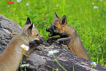 American red foxes (Vulpes vulpes fulvus), young animals playing on a tree trunk, social behaviour, Pine County, Minnesota, USA, North America