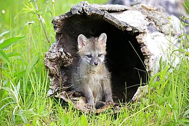 Gray fox (Urocyon cinereoargenteus), young animal sitting in a hollow tree trunk, Pine County, Minnesota, USA, North America