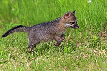 Gray fox (Urocyon cinereoargenteus), young animal jumping on a meadow, Pine County, Minnesota, USA, North America