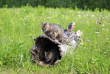 Gray foxes (Urocyon cinereoargenteus), three young animals playing on a hollowed tree trunk in flower meadow, Pine County, Minnesota, USA, North America