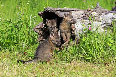 Gray foxes (Urocyon cinereoargenteus), three young animals looking curiously from a hollowed tree trunk in a flower meadow, Pine County, Minnesota, USA, North America