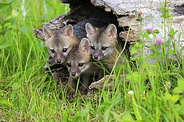 Gray foxes (Urocyon cinereoargenteus), three young animals looking curiously from a hollowed tree trunk in a flower meadow, Pine County, Minnesota, USA, North America