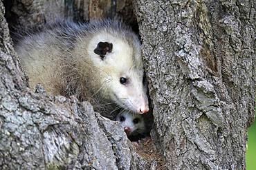 Virginia Opossum (Didelphis virginiana), adult with young animal looks curious from tree hole, Pine County, Minnesota, USA, North America