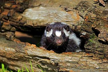 Eastern spotted skunk (Spilogale putorius) looks out of rotten trunk, adult, alert, Pine County, Minnesota, USA, North America