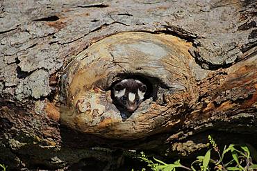 Eastern spotted skunk (Spilogale putorius) looks out of rotten trunk, adult, alert, Pine County, Minnesota, USA, North America