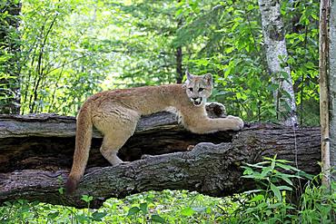 Cougar (Puma concolor), adult, alert, lying on tree trunk, Pine County, Minnesota, USA, North America