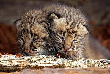 Bobcat (Lynx rufus), two kittens looking from animal husbandry, Portrait, Pine County, Minnesota, USA, North America