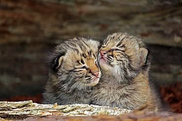 Bobcat (Lynx rufus), two young animals in animal husbandry, Portrait, Pine County, Minnesota, USA, North America