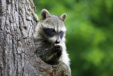 American Raccoon (Procyon lotor), young animal looks curiously out of tree hole and eats flower, Pine County, Minnesota, USA, North America