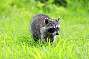 Raccoon (Procyon lotor), young animal stands in meadow, Pine County, Minnesota, USA, North America