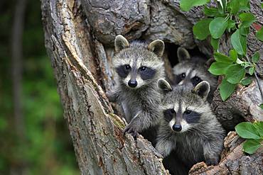 Raccoons (Procyon lotor), three young animals looking curiously from tree cave, Pine County, Minnesota, USA, North America