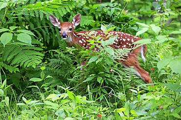 White-tailed deer (Odocoileus virginianus), young animal, ten days, in the bushes, Pine County, Minnesota, USA, North America