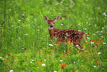 White-tailed deer (Odocoileus virginianus), young animal, ten days, standing in flower meadow, Pine County, Minnesota, USA, North America