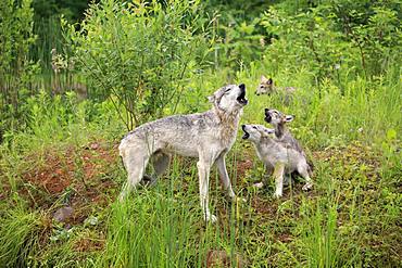 Gray wolves (Canis lupus), adult with young animals in a meadow, howling, social behaviour, Pine County, Minnesota, USA, North America