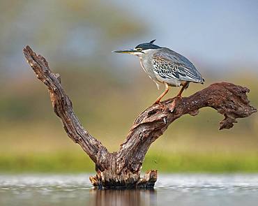 Striated Heron (Butorides striata) stands on deadwood in water, Kwazulu-Natal, South Africa, Africa