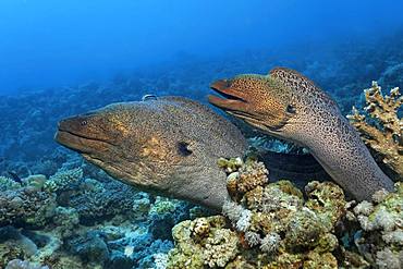 Two Giant morays (Gymnothorax javanicus) looking out of coral reef with different stone corals (Hexacorallia), Red Sea, Egypt, Africa