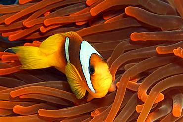 Red Sea clownfish (Amphiprion bicinctus) in Magnificent sea anemone (Heteractis magnifica) red, Red Sea, Egypt, Africa