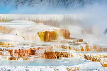 Sinter terraces with calcareous tuff deposits, hot springs, colorful mineral deposits, Palette Springs, Lower Terraces, Mammoth Hot Springs, Yellowstone National Park, Wyoming, USA, North America