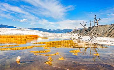 Dead trees on sinter terraces, hot springs, orange mineral deposits, Palette Springs, Upper Terraces, Mammoth Hot Springs, Yellowstone National Park, Wyoming, USA, North America