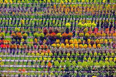 Colourful rows of autumnally coloured trees in a tree nursery, Nordheide, Lower Saxony, Germany, Europe