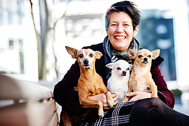 Laughing woman with three dogs on her lap, a Miniature Pinscher and two Chiuhahuas, North Rhine-Westphalia, Germany, Europe