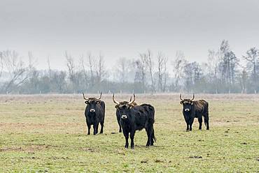 Heck cattle, cow and bull on winter pasture, re-breeding of the aurochs, Droemling nature park Park, Saxony-Anhalt, Germany, Europe