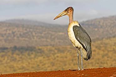 Marabou stork (Leptoptilos crumeniferus), KwaZulu-Natal, South Africa, Africa