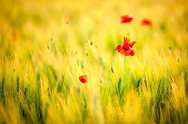 Corn poppy (Papaver rhoeas) in a wheat field, Italy, Europe