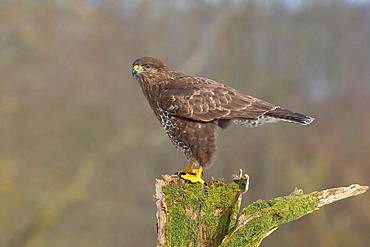 Steppe buzzard (Buteo buteo) adult bird standing on moss-covered tree stump, North Rhine-Westphalia, Germany, Europe