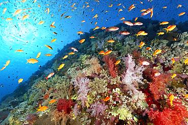 Coral reef, reef waste densely overgrown with many different Soft corals (Alcyonacea), stony corals (Scleractinia) and Anthias (Anthiinae), Red Sea, Egypt, Africa