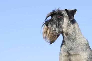 Schnauzer, pepper salt, animal portrait on the side, Austria, Europe