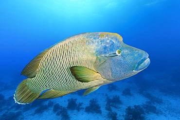 Adult Humphead Wrasse (Cheilinus undulatus) swims over spotted reefs, Red Sea, Egypt, Africa