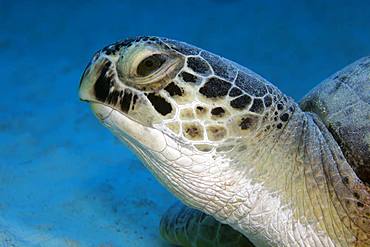 Green turtle (Chelonia mydas) also, Portrait from front, Red Sea, Egypt, Africa